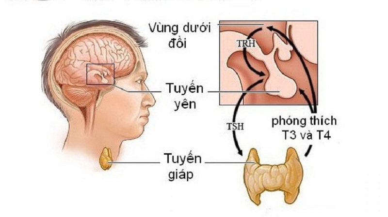 Tầm quan trọng của theo dõi định kỳ trong bệnh nội tiết