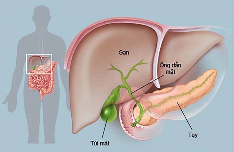 Tầm quan trọng của nội soi trong chẩn đoán và điều trị bệnh lý dạ dày