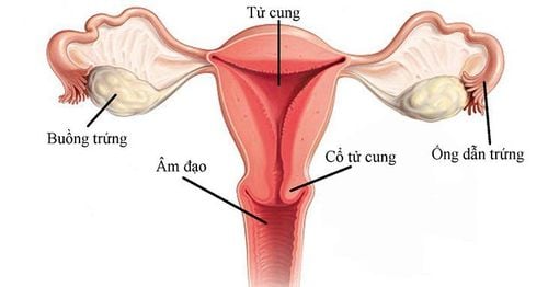 Chi phí soi cổ tử cung tại Thu Cúc Đại Từ cập nhật chi tiết cho phụ nữ hiện đại
