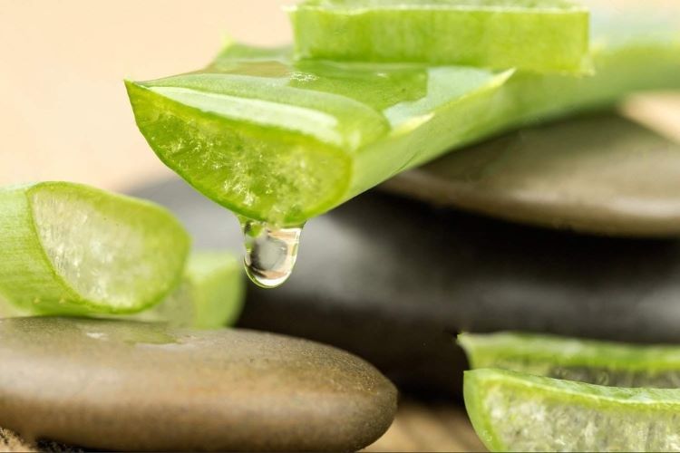 Nha đam có tác dụng gì? 7 lợi ích cho sức khỏe và những lưu ý quan trọng khi sử dụng