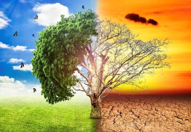 Sống khỏe thuận tự nhiên: Giải pháp chăm sóc sức khỏe từ nguồn dinh dưỡng thiên nhiên