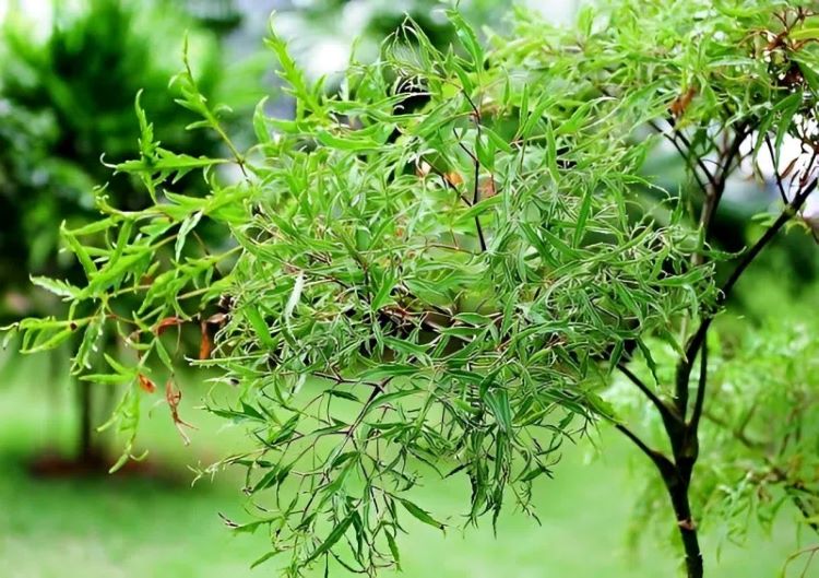 Cây đinh lăng: Công dụng, bài thuốc và những lưu ý khi sử dụng